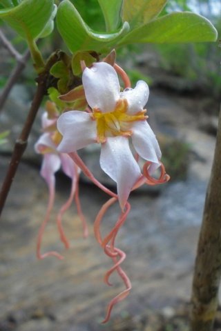Strophanthus luteolus leaves